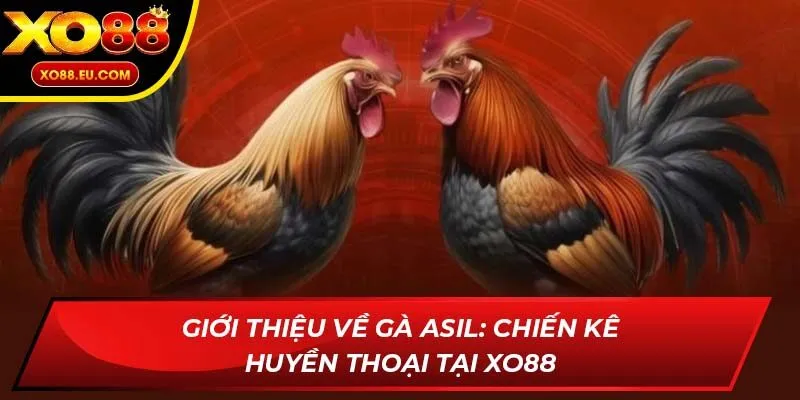 Giới thiệu về gà Asil: Chiến kê huyền thoại tại XO88
