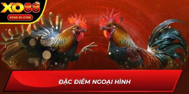 Đặc điểm ngoại hình