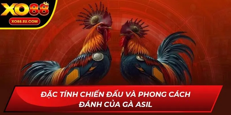 Đặc tính chiến đấu và phong cách đánh của gà Asil