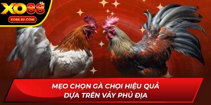Mẹo chọn gà chọi hiệu quả dựa trên vảy phủ địa